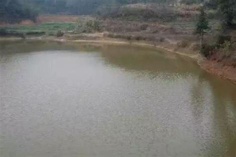 死水養魚|死水魚塘適合養什麼魚 死水魚塘養魚技術與注意事項